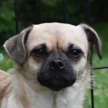 Rescue Chug Dogs for Adoption in Auburn, Nebraska - Kiwi | PetCurious