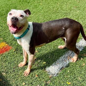 Ellie -  Pit Bull Terrier Dog for Adoption in Baltimore, Maryland - Ellie | PetCurious