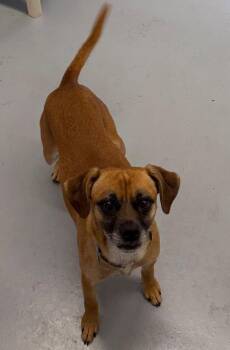 Thatcher -  Chihuahua and Terrier Dog for Adoption in St. George, Utah - Thatcher | PetCurious