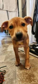 Rescue Pit Bull Terrier and Mixed Breed Dogs for Adoption in Fort Collins, Colorado - Beatrice | PetCurious