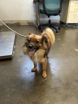 A887570 -  Chihuahua Dog for Adoption in Camarillo, California - A887570 | PetCurious
