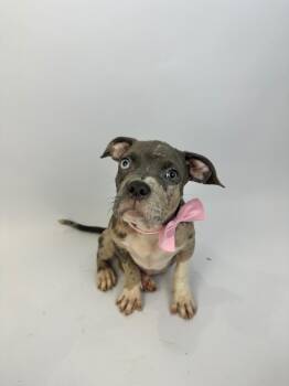 Brookie -  American Staffordshire Terrier and French Bulldog Dog for Adoption in Alvin, Texas - Brookie | PetCurious