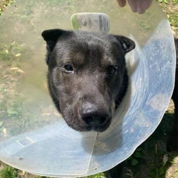 Rescue Mixed Breed Dogs for Adoption in Davenport, Iowa - Edgar Allen Potato | PetCurious