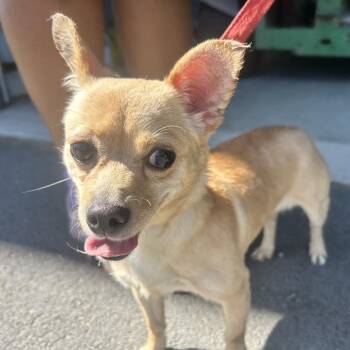 missy -  Chihuahua Dog for Adoption in Middletown, New York - Missy | PetCurious