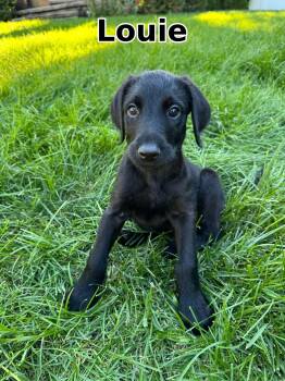 Louie -  Doberman Pinscher and Labradoodle Dog for Adoption in Elburn, Illinois - Louie | PetCurious