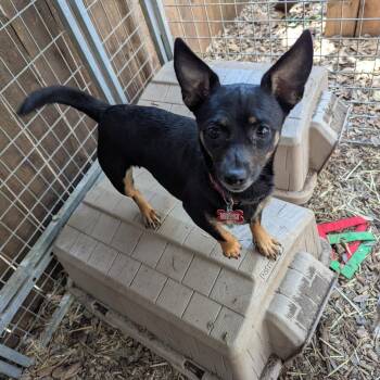 Chihuahua Dogs Available for Adoption in Boerne, Texas - Junebug | PetCurious