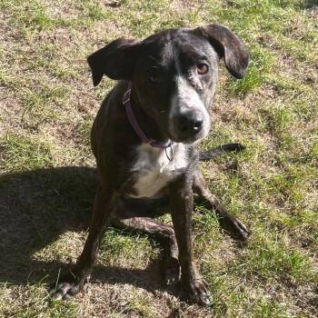Athena -  Terrier Dog for Adoption in Monticello, Iowa - Athena | PetCurious