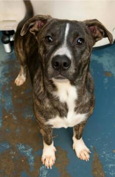 Rescue Mountain Cur and Hound Dogs for Adoption in El Dorado, Arkansas - Hank Woolsey | PetCurious