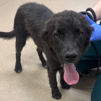 Flynn A2278193 -  Shepherd Dog for Adoption in Los Angeles, California - Flynn A2278193 | PetCurious