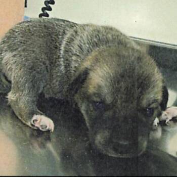 Shepherd and Husky Dogs Available for Adoption in Northbrook, Illinois - Long Beach | PetCurious