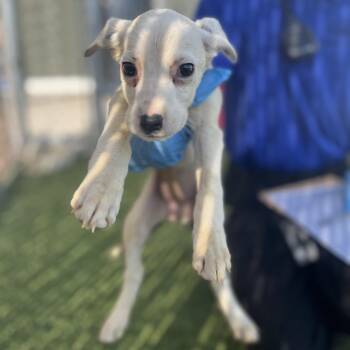Border Collie Dogs Available for Adoption in Liberty, Missouri - Hawaii | PetCurious