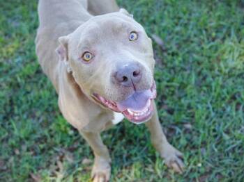 American Staffordshire Terrier and Mixed Breed Dogs Available for Adoption in Tallahassee, Florida - BEAR | PetCurious
