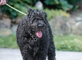 Chopin -  Bouvier Des Flandres Dog for Adoption in Chester Springs, Pennsylvania - Chopin | PetCurious