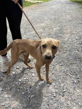 Joker -  Pit Bull Terrier and Mixed Breed Dog for Adoption in Lawrenceburg, Tennessee - Joker | PetCurious