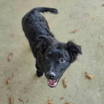 Bubbles -  Shepherd and Retriever Dog for Adoption in Louisville, Kentucky - Bubbles | PetCurious