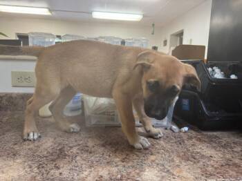 Rosey Posey -  Mixed Breed Dog for Adoption in Cincinnati, Ohio - Rosey Posey | PetCurious