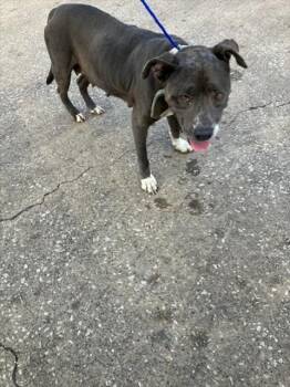 SARA -  Pit Bull Terrier and Mixed Breed Dog for Adoption in Dallas, Texas - SARA | PetCurious