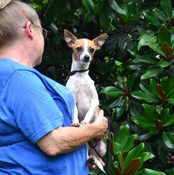 Poppi -  Chihuahua Dog for Adoption in Willingboro, New Jersey - Poppi | PetCurious