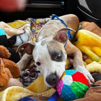 Benton -  Pit Bull Terrier Dog for Adoption in Brentwood, Tennessee - Benton | PetCurious