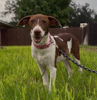 Gracie -  Italian Greyhound and Jack Russell Terrier Dog for Adoption in Harlingen, Texas - Gracie | PetCurious