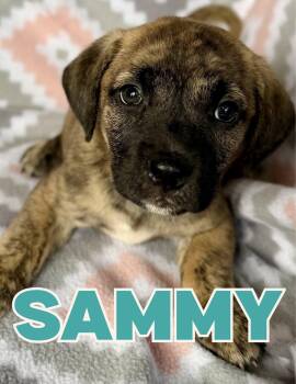 Sammy -  Mixed Breed Dog for Adoption in Shalimar, Florida - Sammy | PetCurious