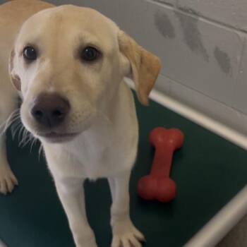 Indy -  Labrador Retriever Dog for Adoption in New Philadelphia, Ohio - Indy | PetCurious