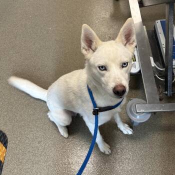 Siberian Husky Dogs Available for Adoption in Council Bluffs, Iowa - Ezra | PetCurious