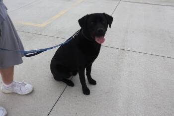 Black Labrador Retriever Dogs Available for Adoption in Goshen, Kentucky - Zeus | PetCurious