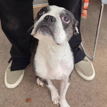 Ann -  Boston Terrier Dog for Adoption in Chattanooga, Tennessee - Ann | PetCurious