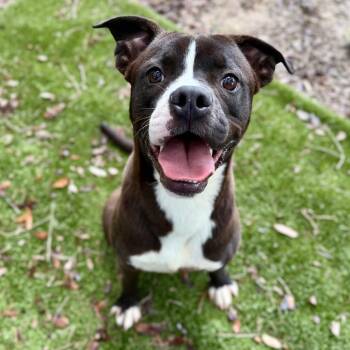 Mixed Breed Dogs Available for Adoption in Milton, Florida - Pontiac | PetCurious
