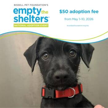 Doberman Pinscher and Schnauzer Dogs Available for Adoption in Santa Cruz, California - JOEY* | PetCurious