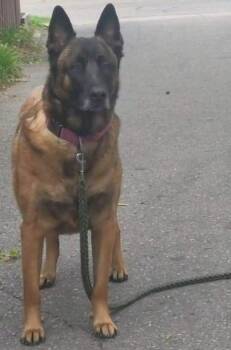 Belgian Shepherd Malinois Dogs Available for Adoption - Nino | PetCurious