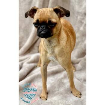 Winnie COH -  Pug Dog for Adoption in Inglewood, California - Winnie COH | PetCurious