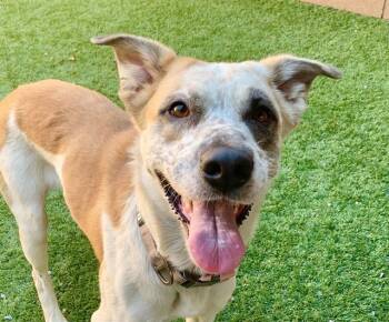 SAVE ME PLEASE Rosie - IDA553117 -  Shepherd Dog for Adoption in San Marcos, California - SAVE ME PLEASE Rosie - IDA553117 | PetCurious