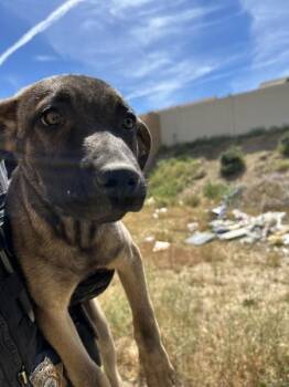Shepherd Dogs Available for Adoption in Victorville, California - Iris | PetCurious