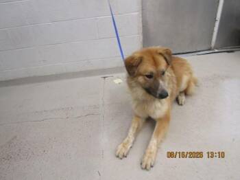 Lobo(824) -  Golden Retriever and Shepherd Dog for Adoption in Marietta, Georgia - Lobo(824) | PetCurious