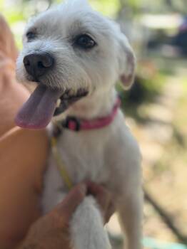Joey aka Jo Jo -  Norfolk Terrier and West Highland White Terrier Westie Dog for Adoption in Houston, Texas - Joey Aka Jo Jo | PetCurious