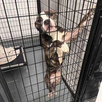 Terrier Dogs Available for Adoption - Z | PetCurious