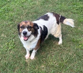 Rescue Mixed Breed Dogs for Adoption in Ocala, Florida - Paisley | PetCurious