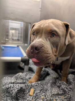 Pit Bull Terrier and Mixed Breed Dogs Available for Adoption in Dallas, Texas - ROCKY | PetCurious