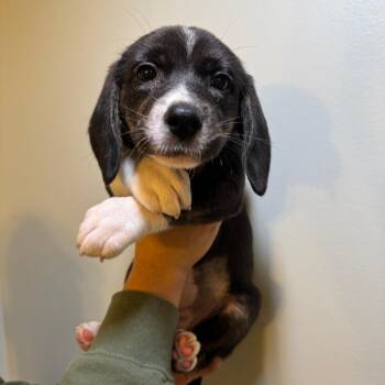 Mixed Breed Dogs Available for Adoption in Saint Charles, Missouri - Honey | PetCurious