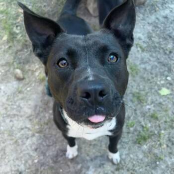 Rescue Terrier Dogs for Adoption in Paramus, New Jersey - Amelia | PetCurious
