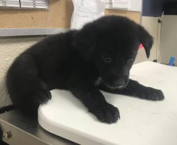 Border Collie and Labrador Retriever Dogs Available for Adoption in Conroe, Texas - KERMIT | PetCurious