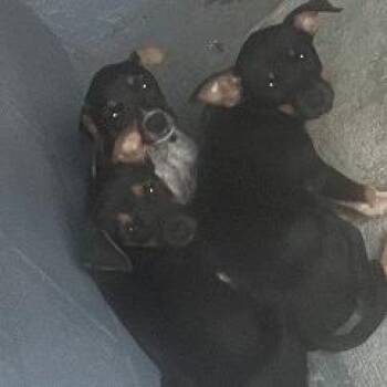 Chihuahua and Manchester Terrier Dogs Available for Adoption in Austin, Texas - Celestial Cetra | PetCurious