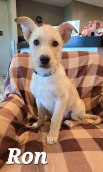 Ron Yrly 383 -  Labrador Retriever Dog for Adoption in Sidney, Ohio - Ron Yrly 383 | PetCurious