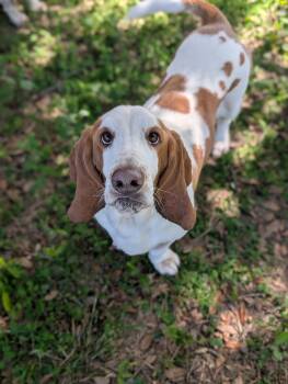 Ricky -  Basset Hound Dog for Adoption in Auburndale, Florida - Ricky | PetCurious
