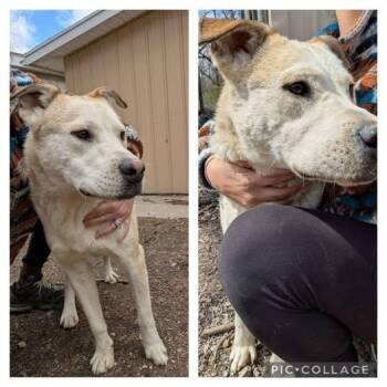 Rescue Yellow Labrador Retriever and German Shepherd Dog Dogs for Adoption in Metropolis, Illinois - Ernie | PetCurious
