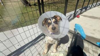 Australian Cattle Dog Blue Heeler and Shepherd Dogs Available for Adoption - Sheryl (AVAILABLE 4/7) | PetCurious