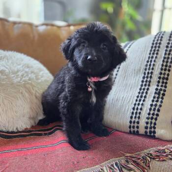 Goldendoodle Dogs Available for Adoption in Chattanooga, Tennessee - Pepperoni | PetCurious