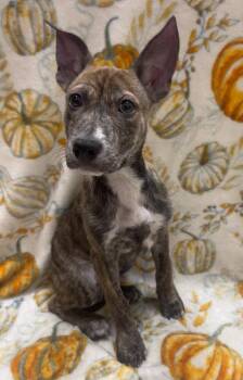 Thor -  Hound and Labrador Retriever Dog for Adoption in Madison, Georgia - Thor | PetCurious
